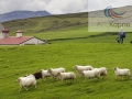 Icelandic Lamb / Исландская ягнятина ООО «АйсКорпо Рус»