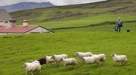 Исландия готова увеличить поставки в Россию мяса